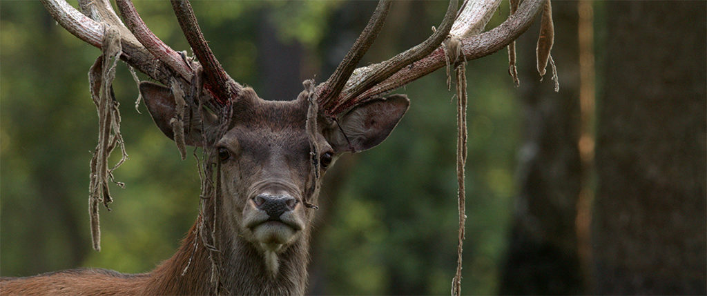 2018: Het jaar van de Nederlandse natuurfilm